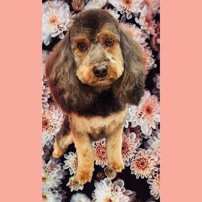 Dog day care in Moses Lake Washington Pampered Pet Boutique 1