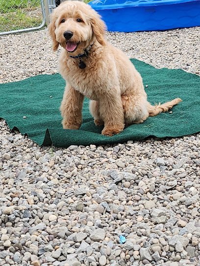 Dog day care in Mt Clare West Virginia Ruff Road Kennels 1