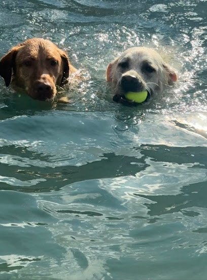 Dog day care in Mt Pleasant South Carolina Charleston Canine Companions 1