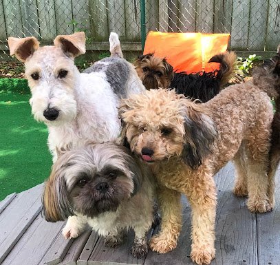 Dog day care in Mt Pleasant South Carolina Little Dogs Club and Lollipaws 1