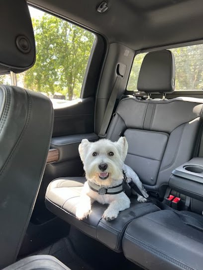 Dog day care in Mt Pleasant South Carolina My Three Dogs Coleman 1