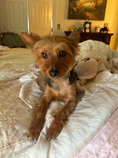 Dog day care in Mt Pleasant South Carolina My Three Dogs Hwy 17 1