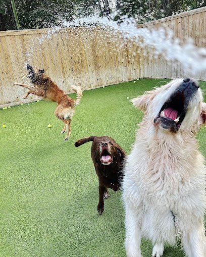 Dog day care in Mt Pleasant South Carolina Paws in Paradise 1