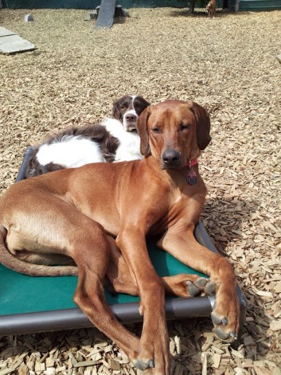 Dog day care in Mukilteo Washington Camp Canine Doggy Day Care 1