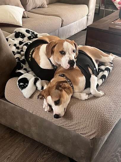 Dog day care in Murrells Inlet South Carolina Bark Pet Resort 1