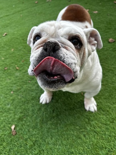 Dog day care in Muskego Wisconsin School of Bark 1