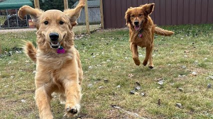 Dog day care in Necedah Wisconsin Life is Golden LLC 1