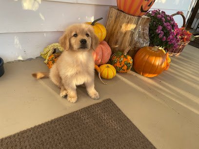 Dog day care in New Kensington Pennsylvania Goldenrod Kennels 1