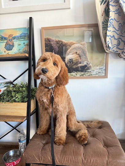 Dog day care in Newcastle Washington Pet Station Newcastle 1