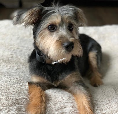 Dog day care in Newport News Virginia The Happy Dog Pet Grooming Salon 1