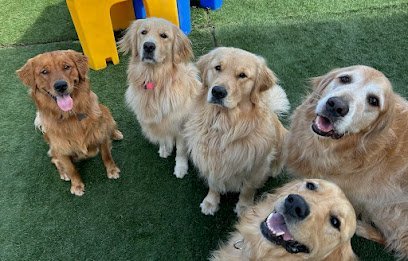 Dog day care in Newport Rhode Island MWR All Paws On Deck Doggie Daycare 1