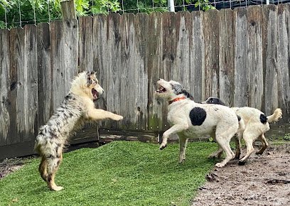 Dog day care in Newport Virginia Flying Fur 1