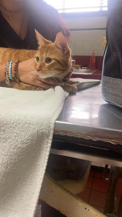 Dog day care in Norfolk Virginia Carpenter Pope Veterinary Hospital 1