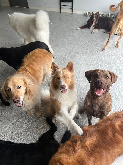 Dog day care in Norfolk Virginia DogTown 1