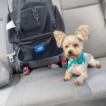 Dog day care in Norfolk Virginia Robin s Grooming Nest 1