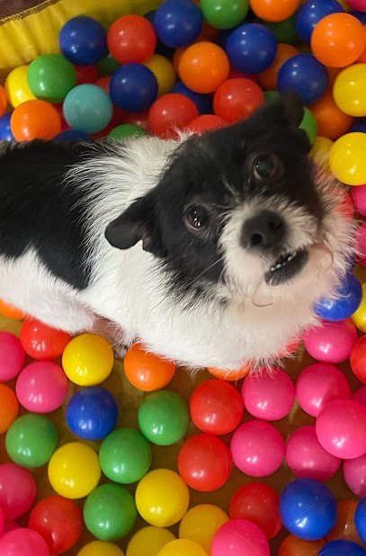 Dog day care in North Charleston South Carolina Hardy Heart Hideaway Doggie Daycare Boarding in Our North Charleston Home 1