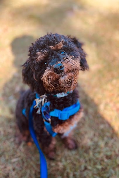 Dog day care in North Charleston South Carolina Wild Wags 1