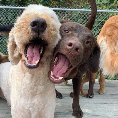 Dog day care in North Kingstown Rhode Island Ruff Life 1