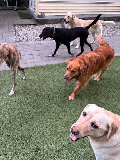 Dog day care in North Providence Rhode Island A doggie good time LLC 1