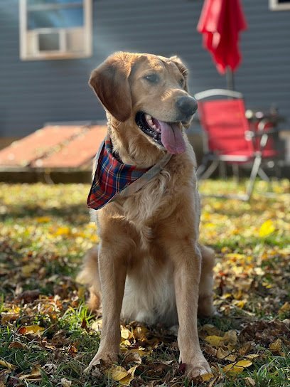 Dog day care in North Providence Rhode Island My Lucky Dog Daycare North Providence 1