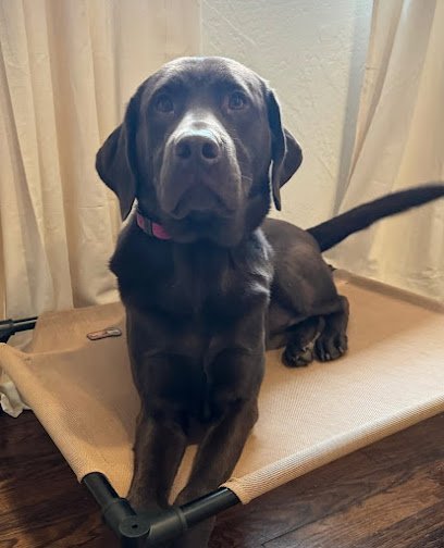 Dog day care in Oakdale Pennsylvania Everywhere Dog Training 1