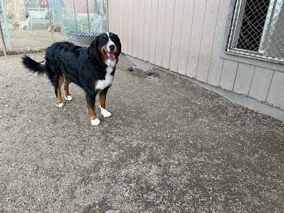 Dog day care in Ogden Utah Abby s Dog House 1