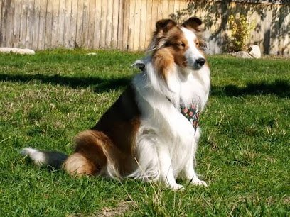 Dog day care in Ogden Utah Marian s Pet Services 1