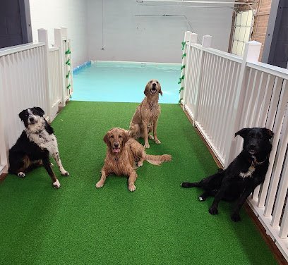 Dog day care in Ogden Utah Sea Dogz 1