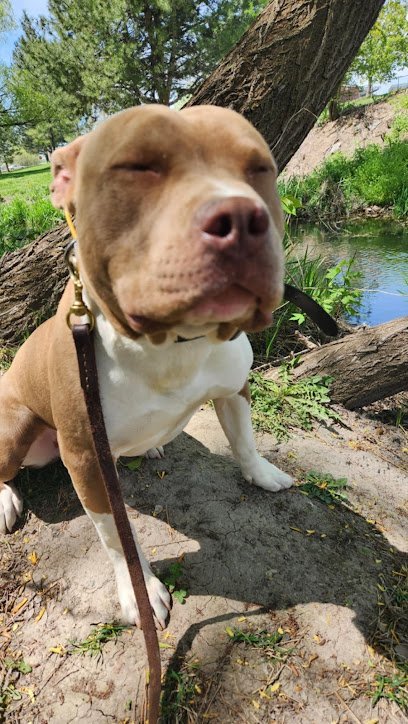 Dog day care in Ogden Utah Western Canine Care 1