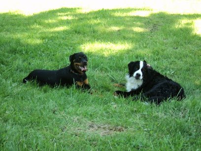 Dog day care in Olympia Washington All Ways Dog Training LLC 1