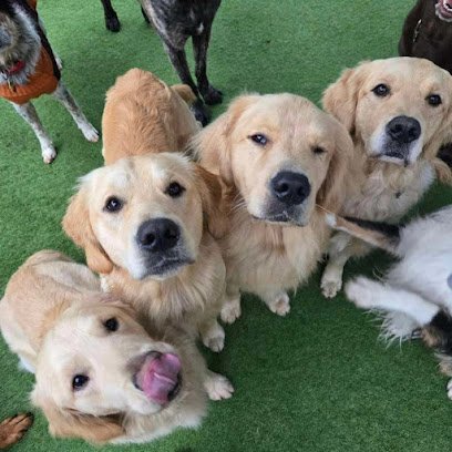 Dog day care in Olympia Washington Dogwoods Canine Play and Stay 1