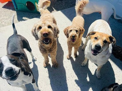 Dog day care in Oregon Wisconsin Hound Huddle Inc 1