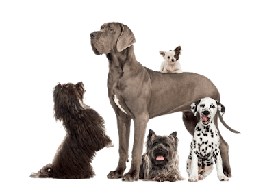 Dog day care in Orrtanna Pennsylvania Chateau Barkingham 1