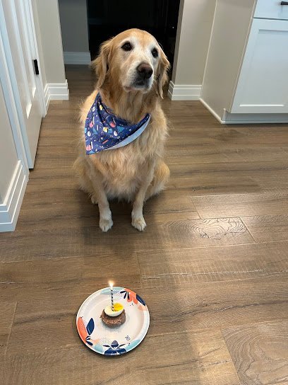 Dog day care in Oshkosh Wisconsin A Touch of Class Pet Resort 1