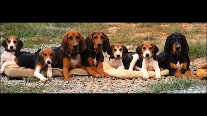 Dog day care in Palmyra Virginia Canine Concierge Equine LLC 1