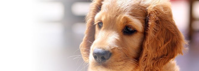 Dog day care in Pawtucket Rhode Island Friends of Toto 1