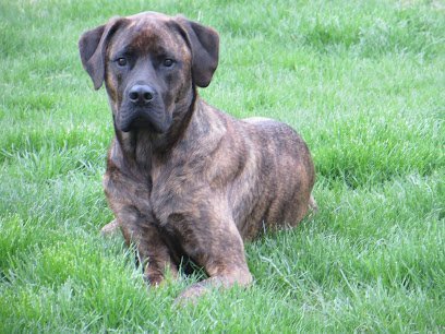 Dog day care in Perkiomenville Pennsylvania Bed and Biscuit Doggie Resort 1