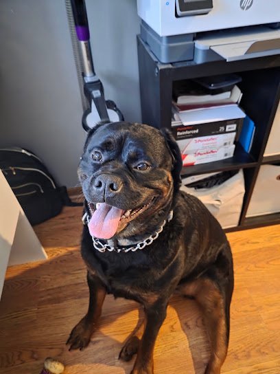 Dog day care in Pewaukee Wisconsin Barkin Up Hickory 1