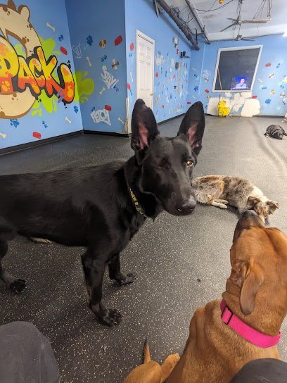 Dog day care in Philadelphia Pennsylvania Andrew s Pack LLC 1