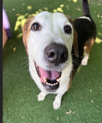 Dog day care in Philadelphia Pennsylvania BarkPark West 1