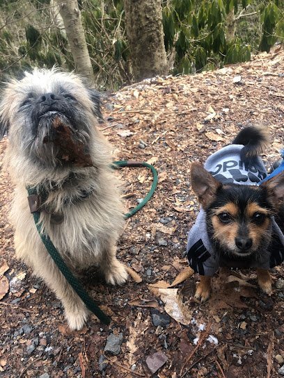 Dog day care in Philadelphia Pennsylvania Boots n Paws 1