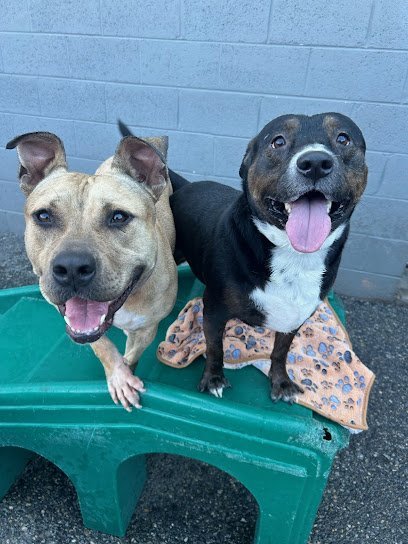 Dog day care in Philadelphia Pennsylvania Central Bark Philadelphia Center City 1