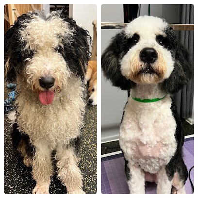 Dog day care in Philadelphia Pennsylvania Dog Dayzzz Daycare 1