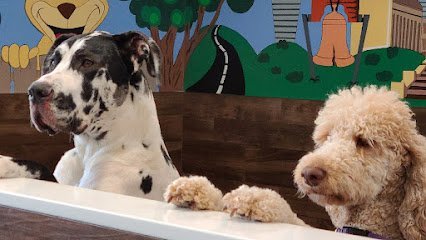 Dog day care in Philadelphia Pennsylvania Doggie V.I.P. PHILLY 1