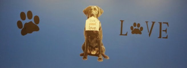 Dog day care in Philadelphia Pennsylvania Little White Dog Doggie Daycare 1