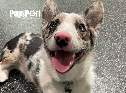 Dog day care in Philadelphia Pennsylvania PupsPort Dog Daycare Grooming 1