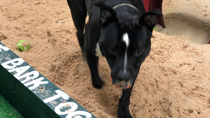 Dog day care in Philadelphia Pennsylvania The Collar Club 1