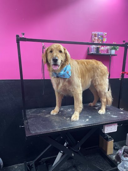 Dog day care in Philadelphia Pennsylvania The Dog Alley 1