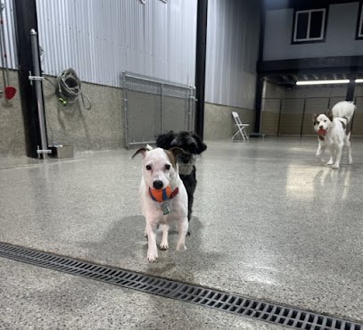 Dog day care in Philadelphia Pennsylvania Uptown Dogs 1