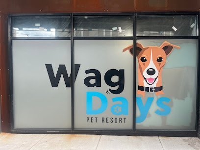 Dog day care in Philadelphia Pennsylvania Wag Days Fishtown 1